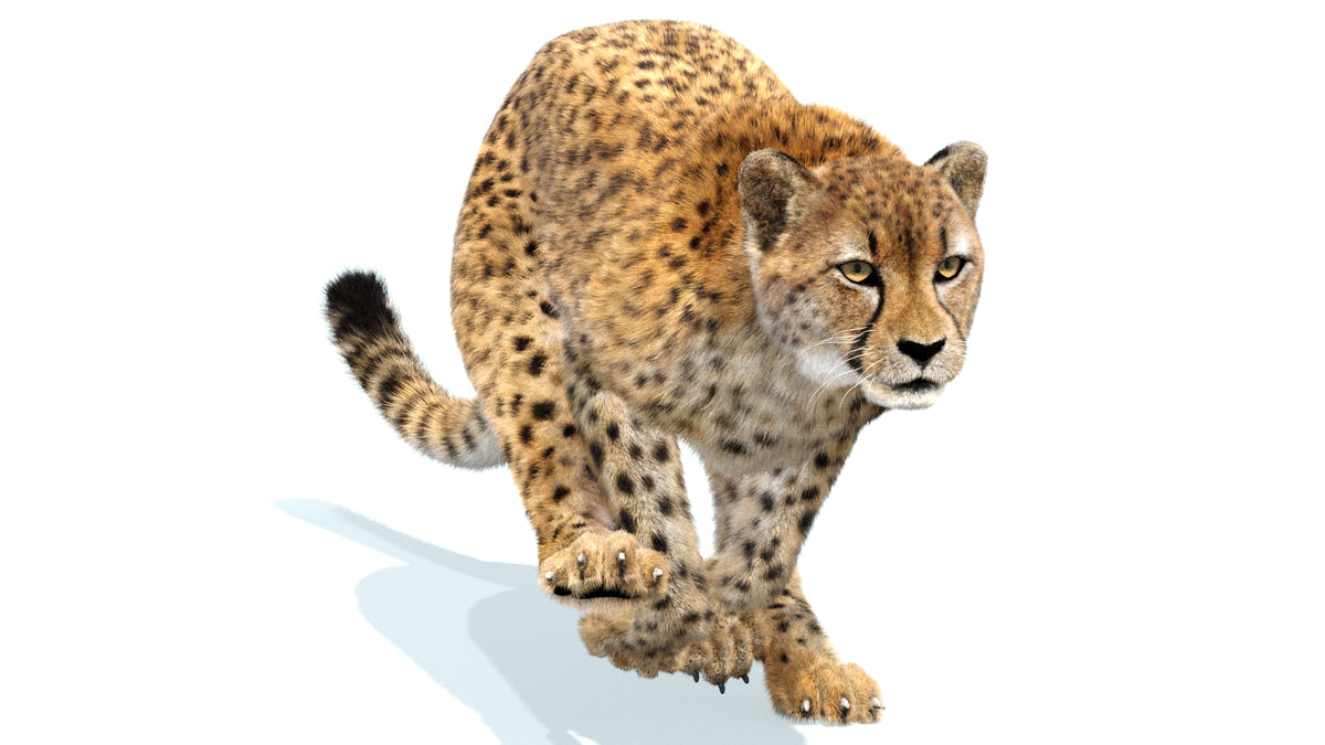 Animated Cheetah 3D Model with Fur