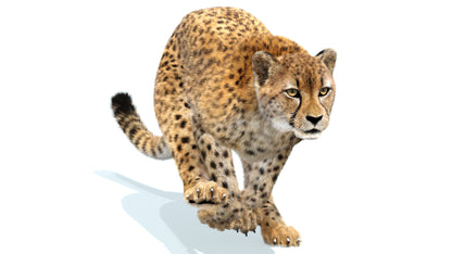 Cheetah 3D Model Animated Fur