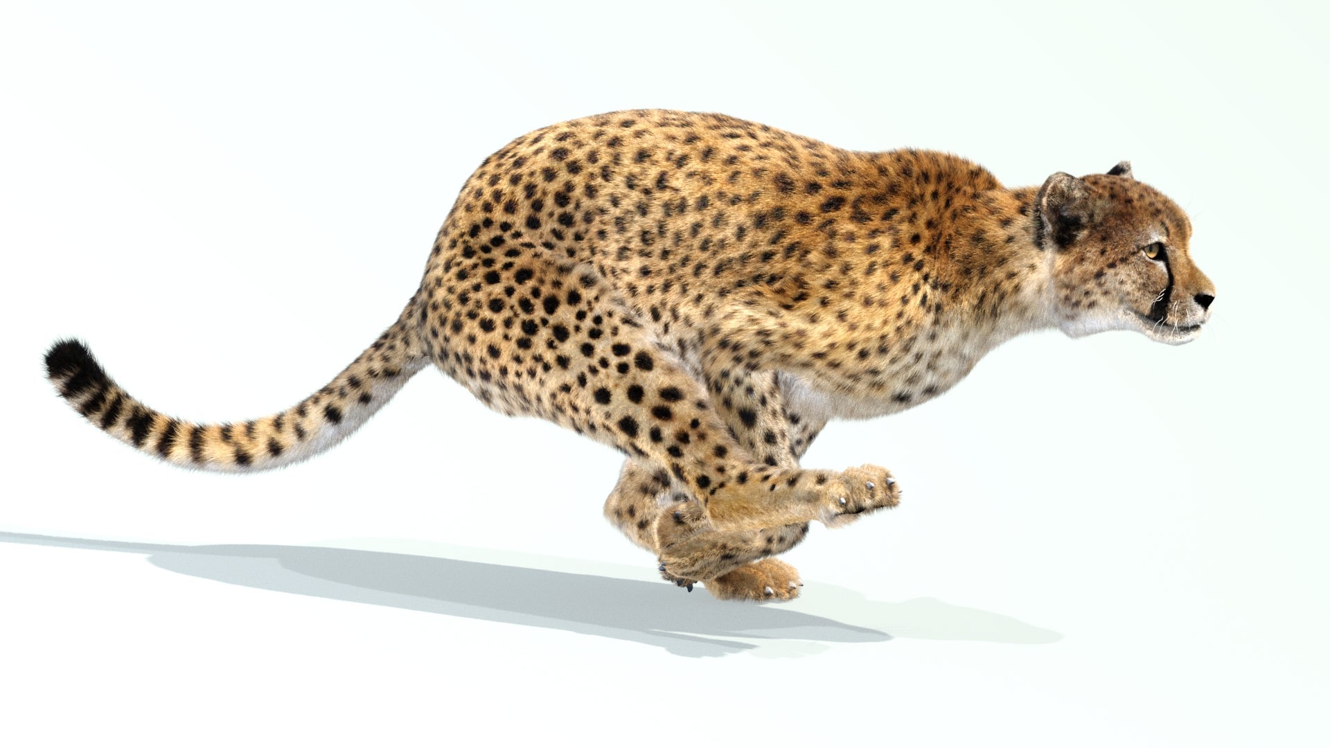 Animated Cheetah 3D Model with Fur