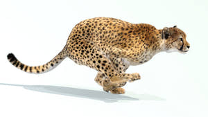 Animated Big Cats 3D Bundle — Lion, Tiger, Leopard & Cheetah Thumbnail