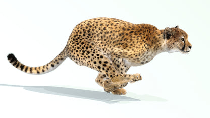 Animated Big Cats 3D Bundle — Lion, Tiger, Leopard & Cheetah