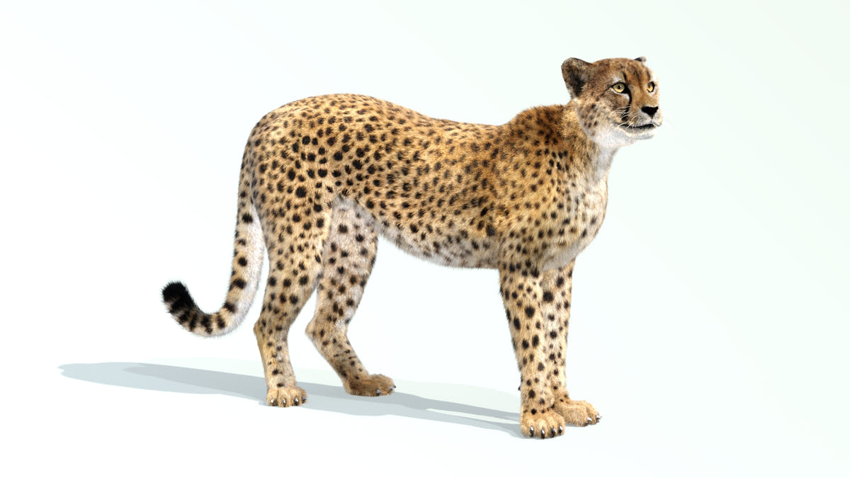 Animated Cheetah 3D Model with Fur