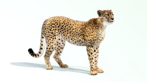 Animated Cheetah 3D Model with Fur Thumbnail