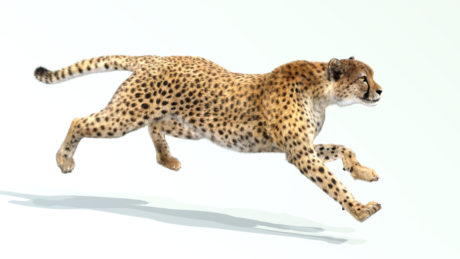 Animated Cheetah 3D Model with Fur Running