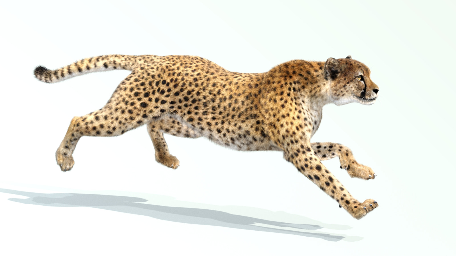 Animated Cheetah 3D Model with Fur Running