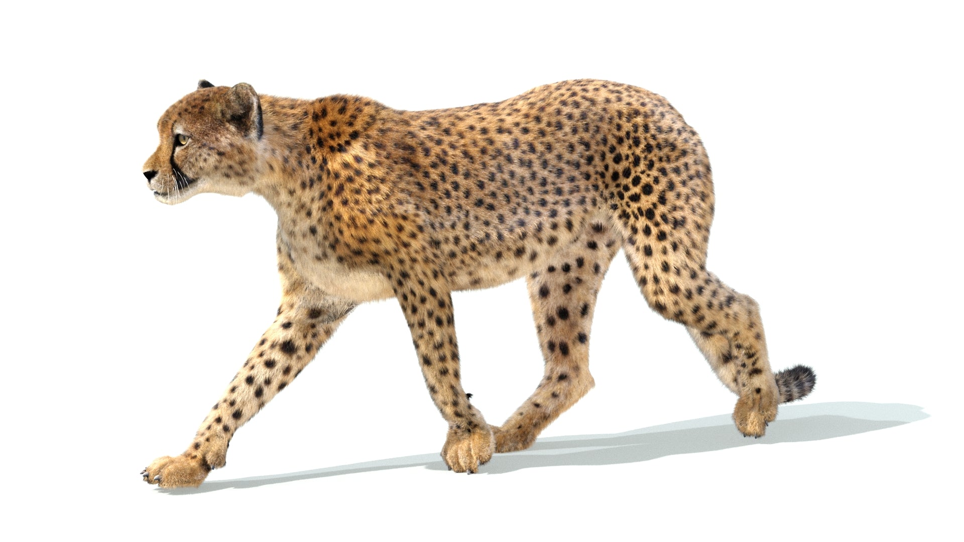 Animated Cheetah 3D Model with Fur Walking