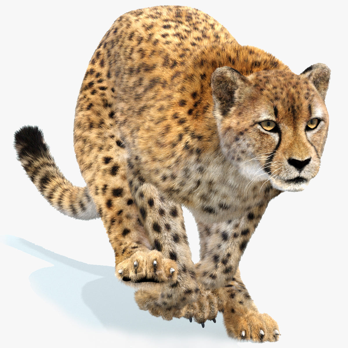 Animated Cheetah 3D Model with Fur