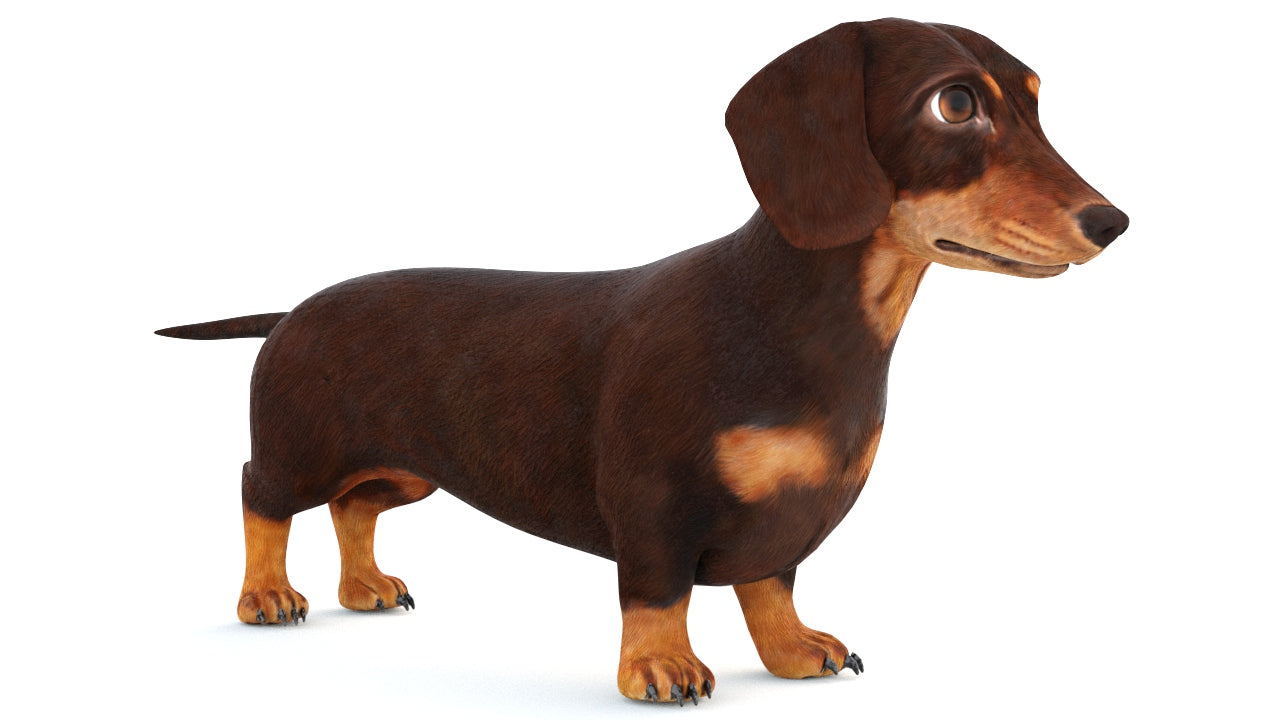 Animated Dachshund Dog 3D Model Fur