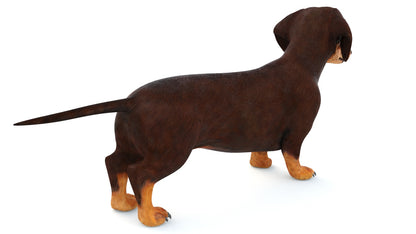 Animated Dachshund Dog 3D Model Fur