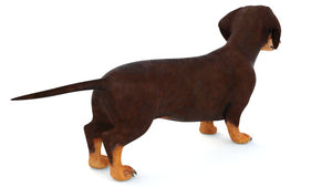 Animated Dachshund Dog 3D Model Thumbnail