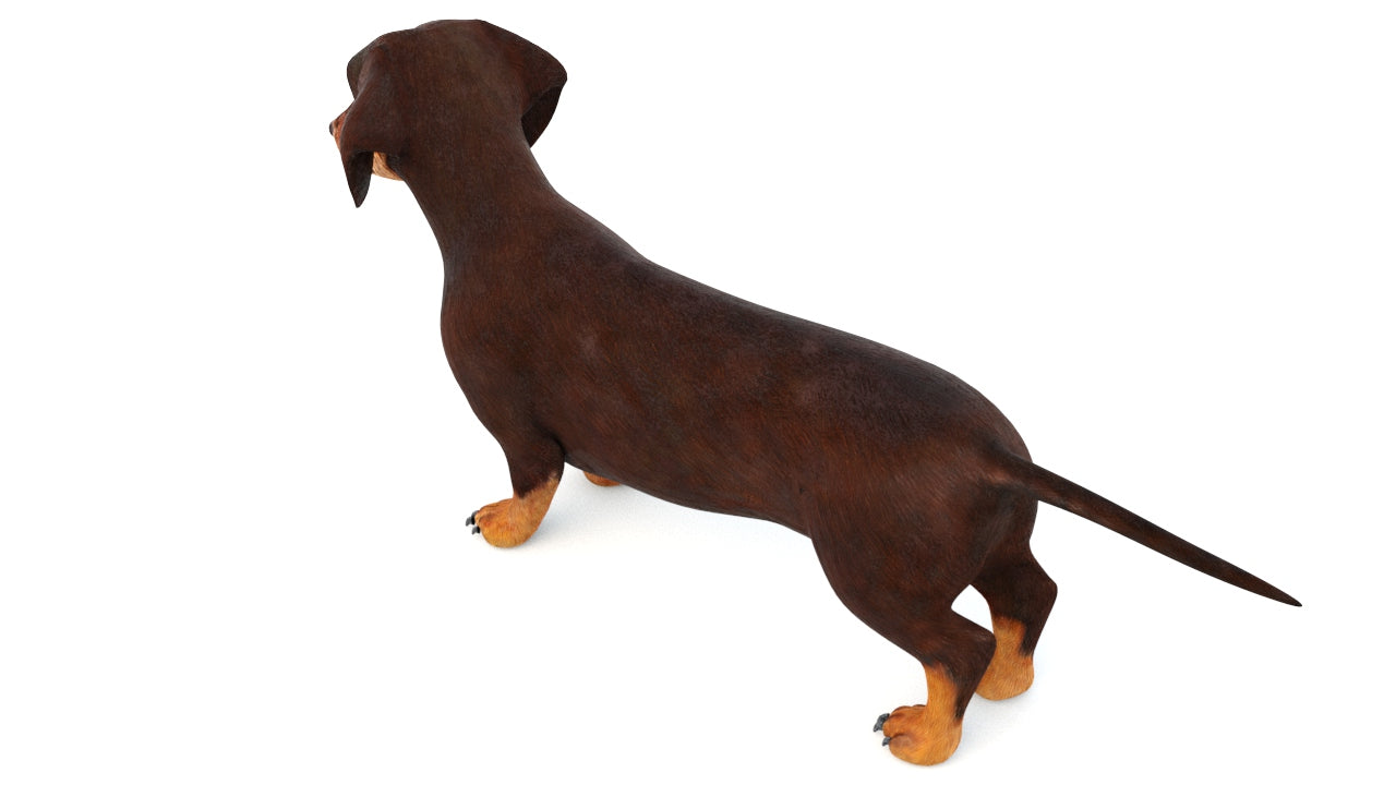 Animated Dachshund Dog 3D Model Fur