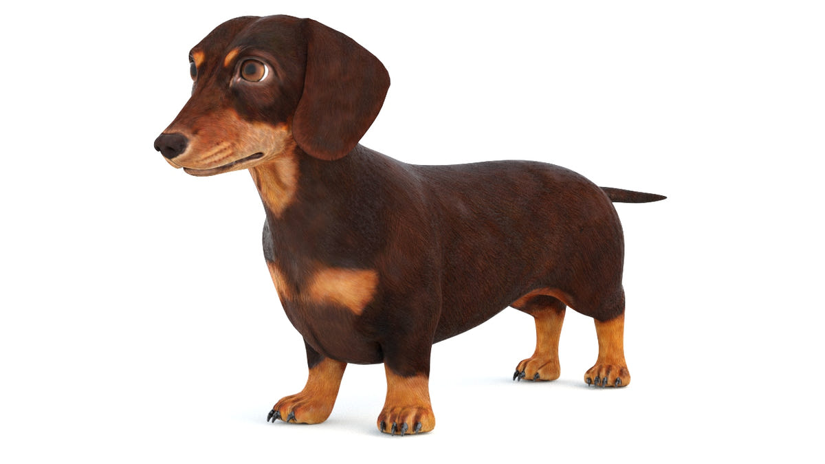 Animated Dachshund Dog 3D Model - Hair and Fur