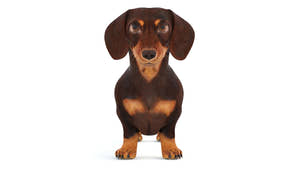 Animated Dachshund Dog 3D Model Fur Thumbnail