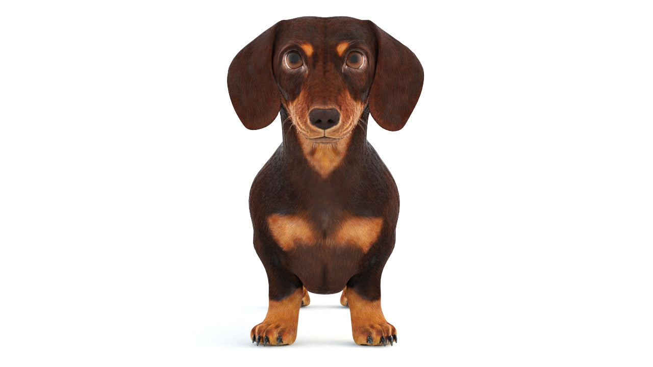 Animated Dachshund Dog 3D Model Fur
