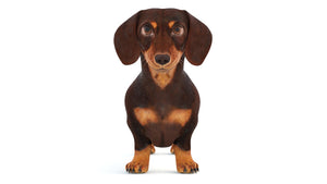 Animated Dachshund Dog 3D Model Fur Thumbnail