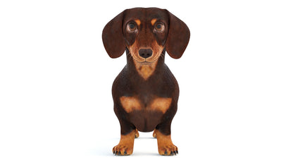 Animated Dachshund Dog 3D Model Fur