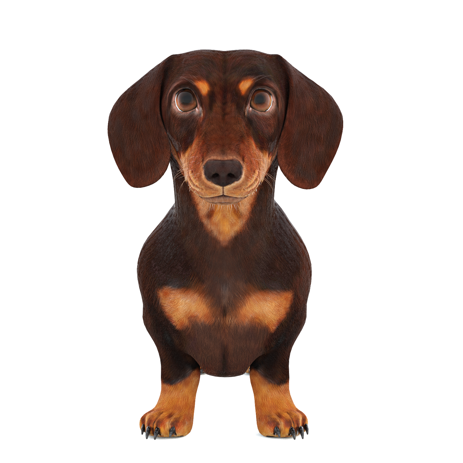 Animated Dachshund Dog 3D Model Fur