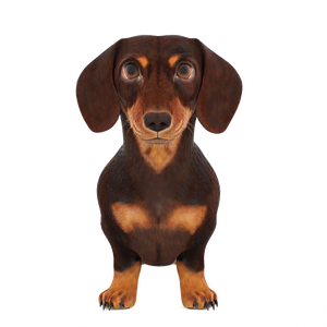 Animated Dachshund Dog 3D Model Fur Thumbnail