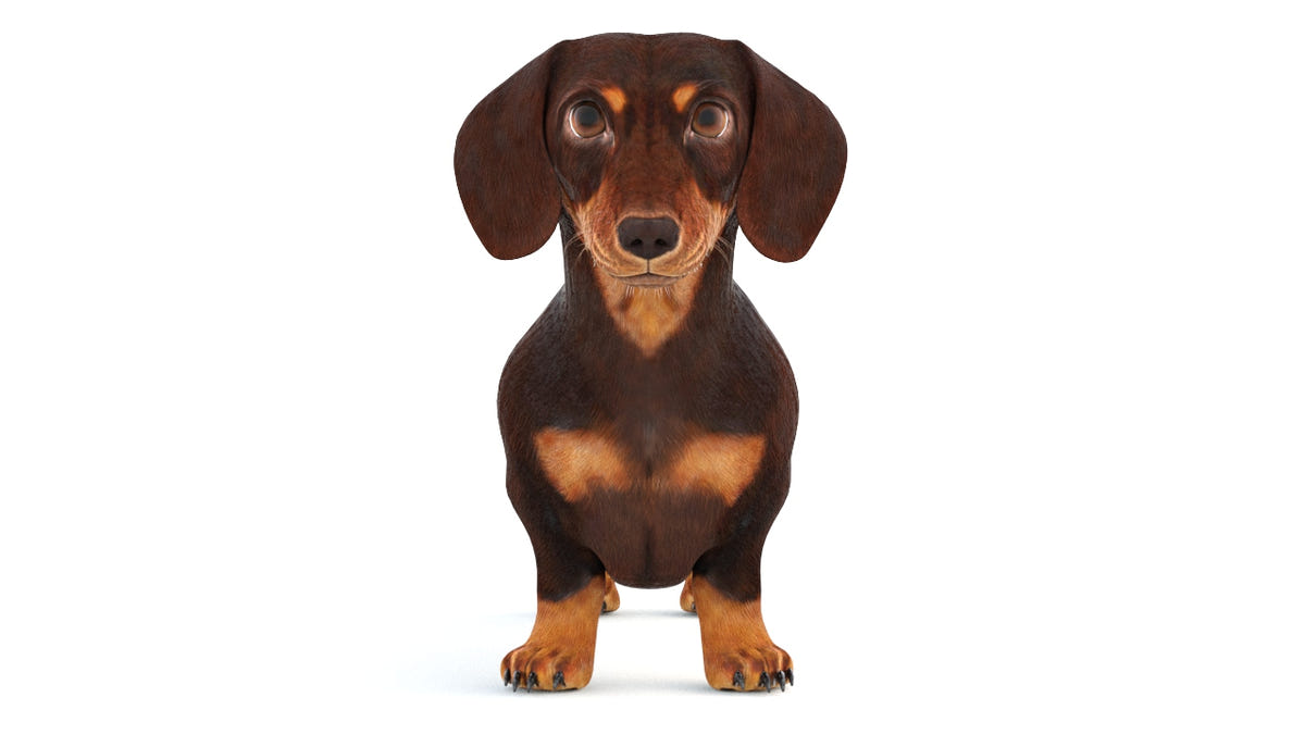 Dachshund Dog 3D Model Animated