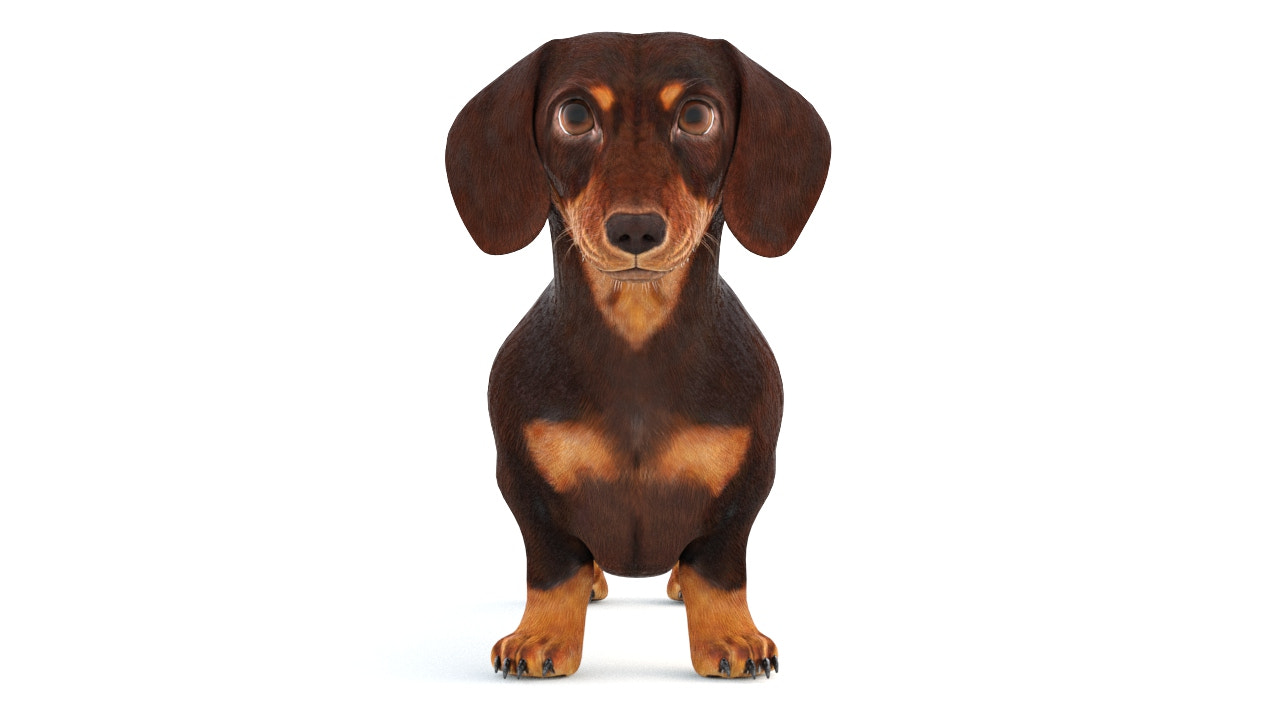 Dachshund Dog 3D Model Animated