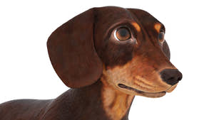 Animated Dachshund Dog 3D Model Fur Thumbnail