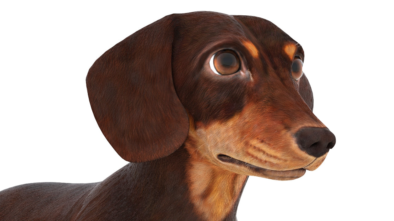 Animated Dachshund Dog 3D Model Fur