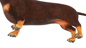 Animated Dachshund Dog 3D Model Fur Thumbnail