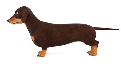 Animated Dachshund Dog 3D Model Fur