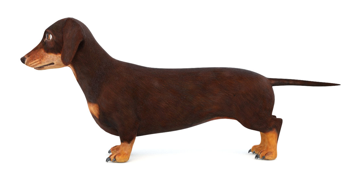Dachshund Dog 3D Model Animated