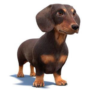 Animated Dachshund Dog 3D Model - Hair and Fur Thumbnail