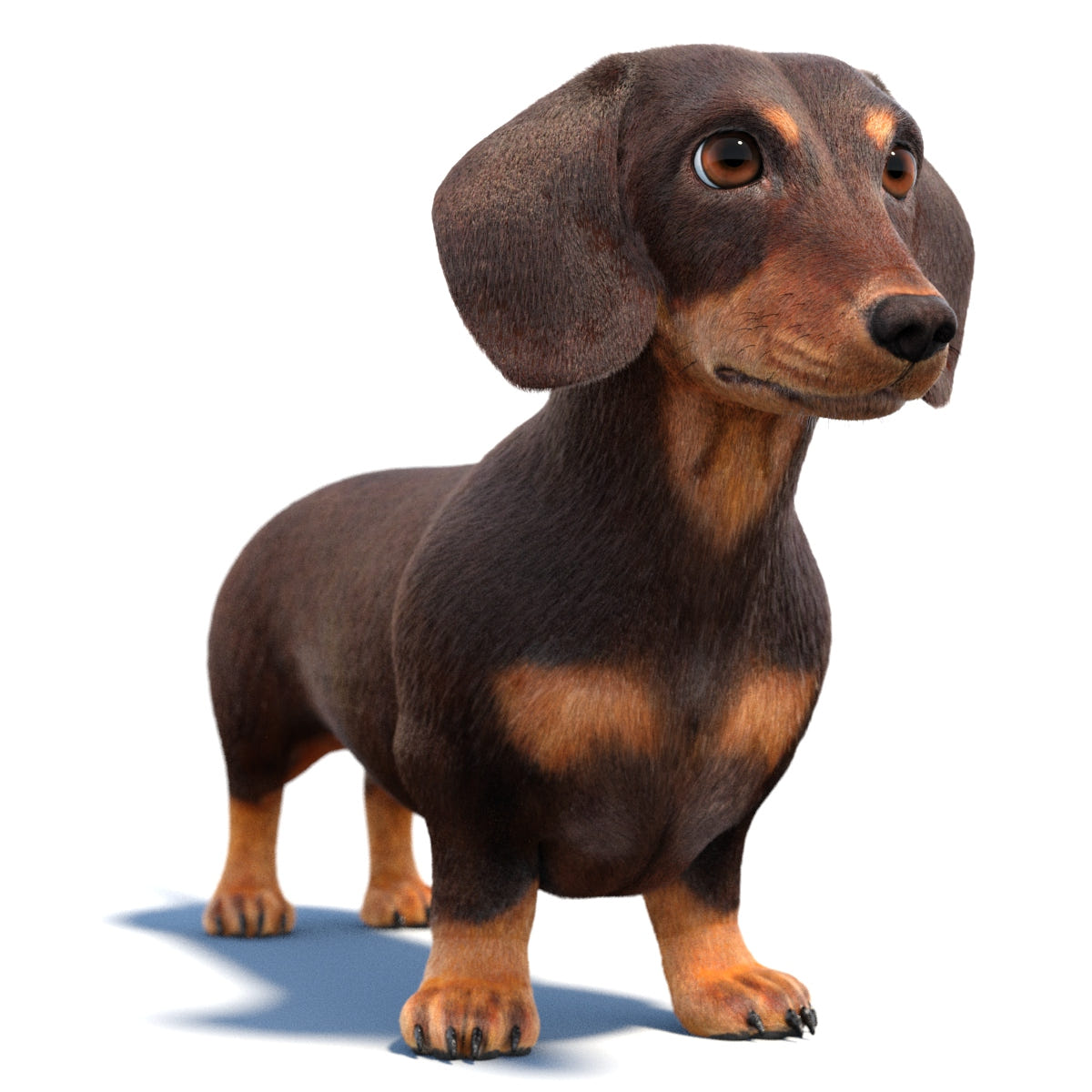 Animated Dachshund Dog 3D Model - Hair and Fur