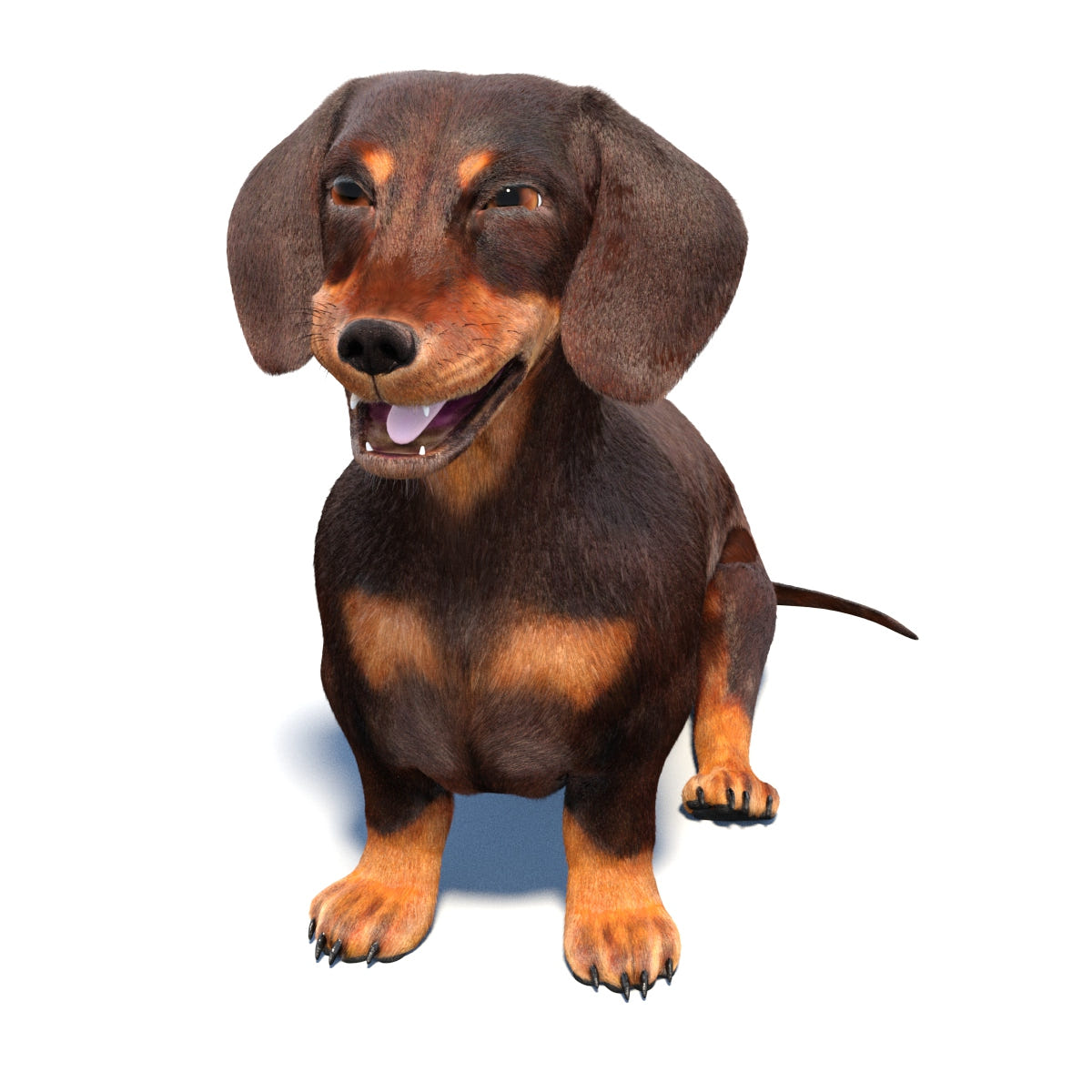 Animated Dachshund Dog 3D Model - Hair and Fur