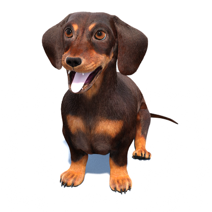 Animated Dachshund Dog 3D Model Fur