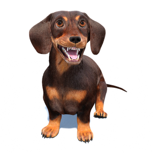 Animated Dachshund Dog 3D Model Fur Thumbnail