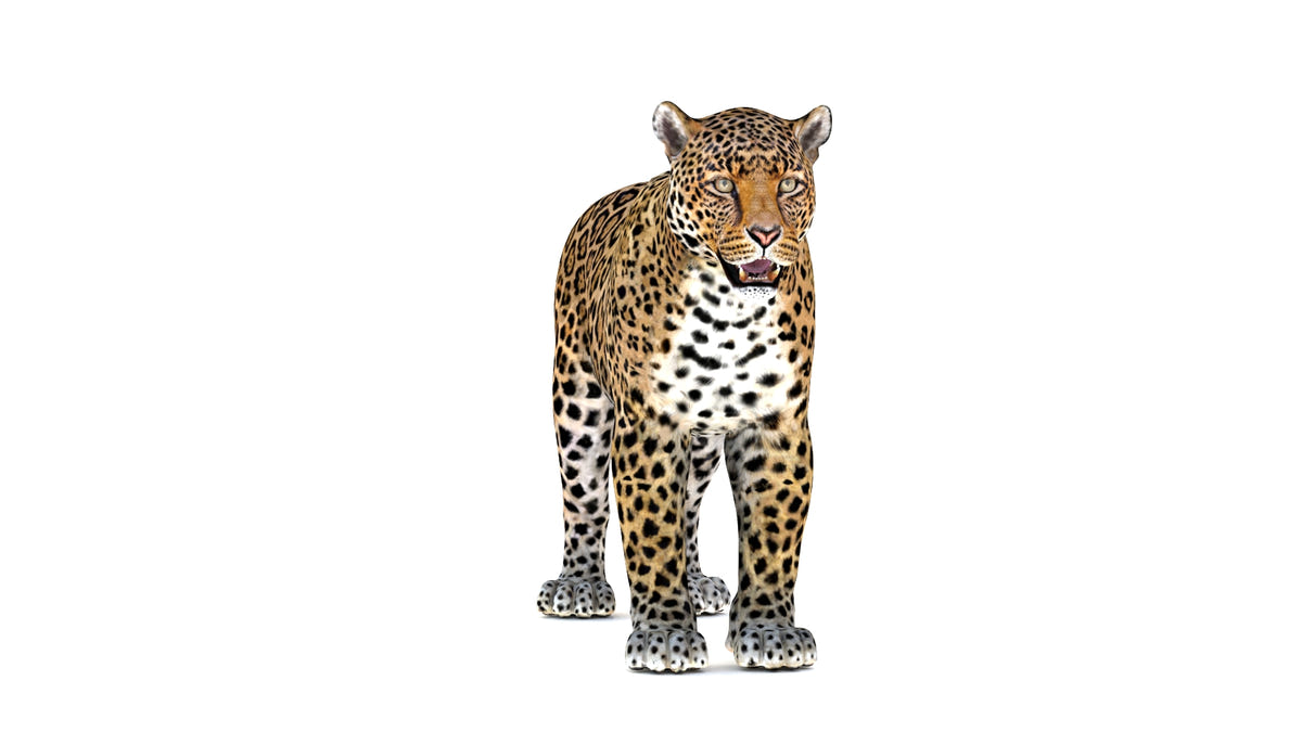 Game-Ready Jaguar 3D Model - 3ds Max / Maya - 360 Degree View
