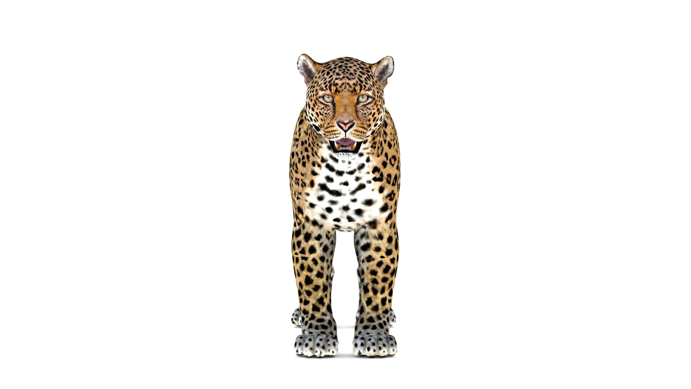 Big Cats 03 3D Model - 360 Degree View
