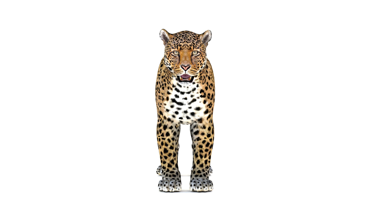 Big Cats 03 3D Model - 360 Degree View