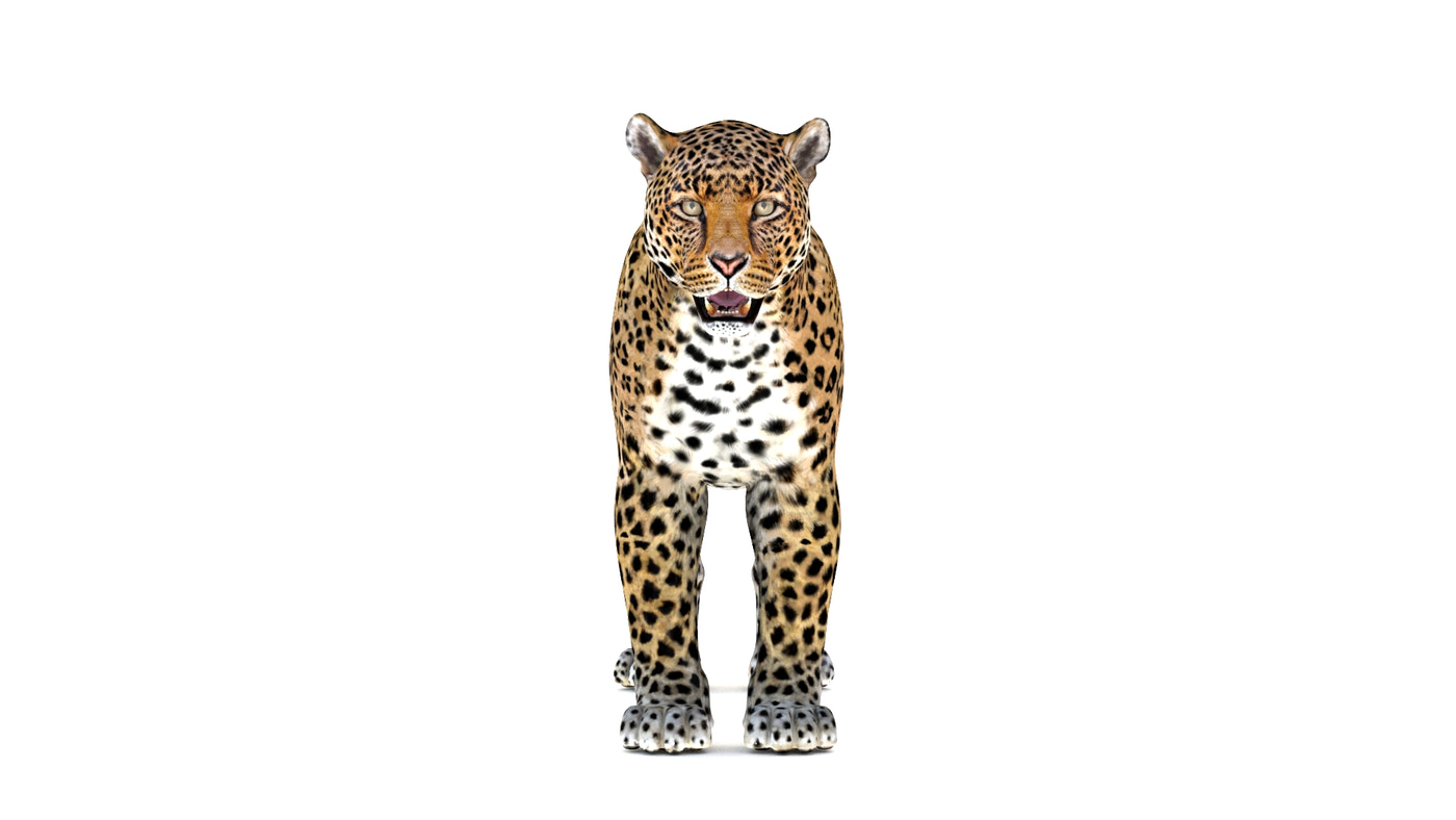 Big Cats 03 3D Model - 360 Degree View