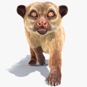 Animated Kinkajou 3D Model with Fur Thumbnail