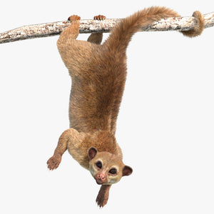 Animated Kinkajou 3D Model with Fur Thumbnail