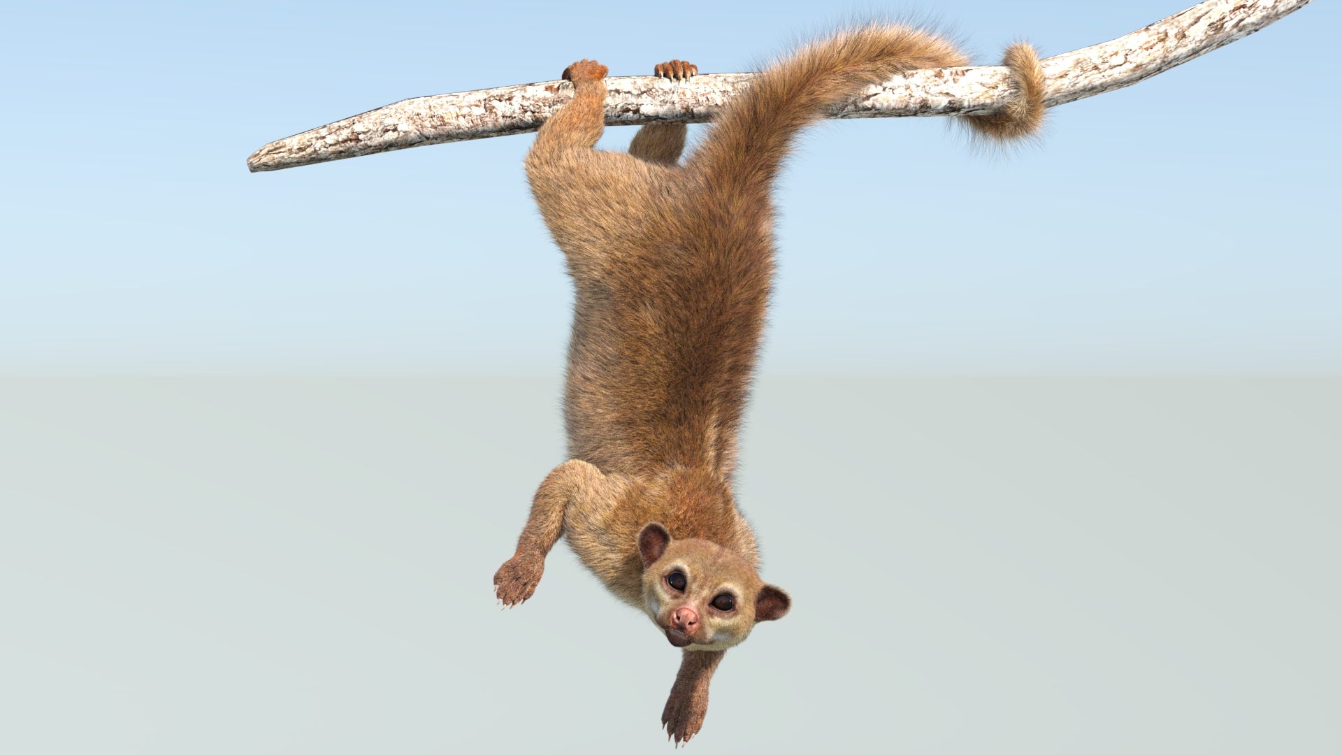 Animated Kinkajou 3D Model with Fur
