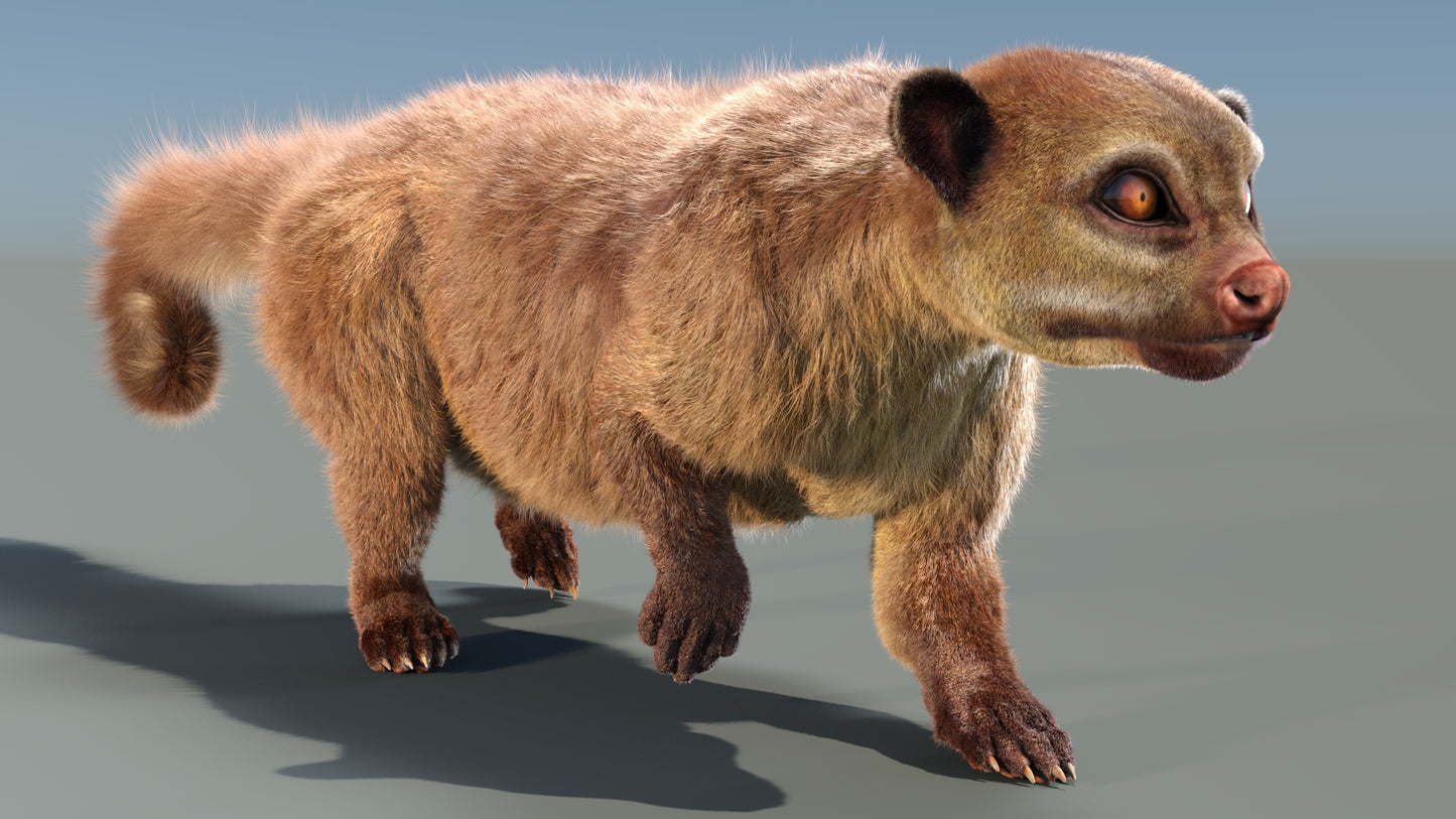 Animated Kinkajou 3D Model Fur