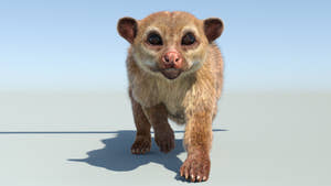 Animated Kinkajou 3D Model with Fur Thumbnail