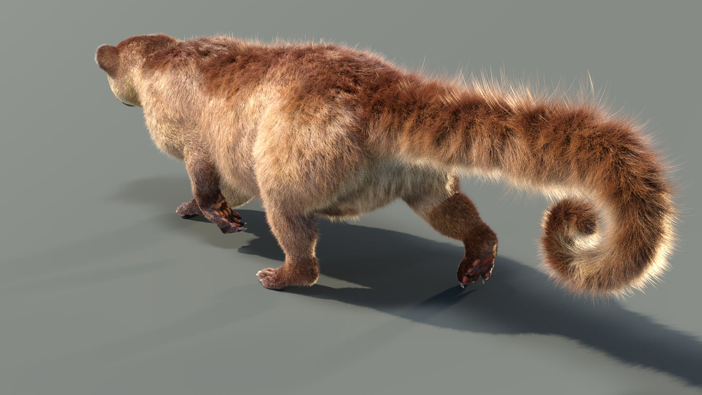 Animated Kinkajou 3D Model Fur