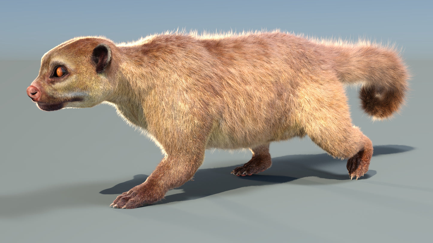 Animated Kinkajou 3D Model Fur