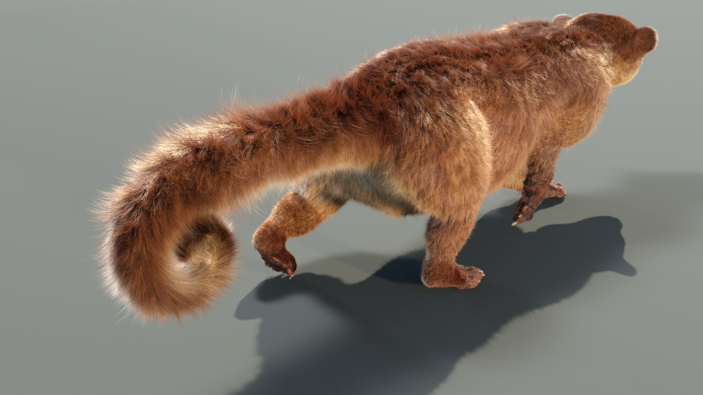Animated Kinkajou 3D Model Fur