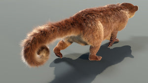 Animated Kinkajou 3D Model with Fur Thumbnail