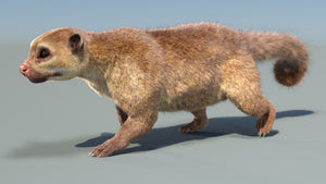Animated Kinkajou 3D Model with Fur Thumbnail