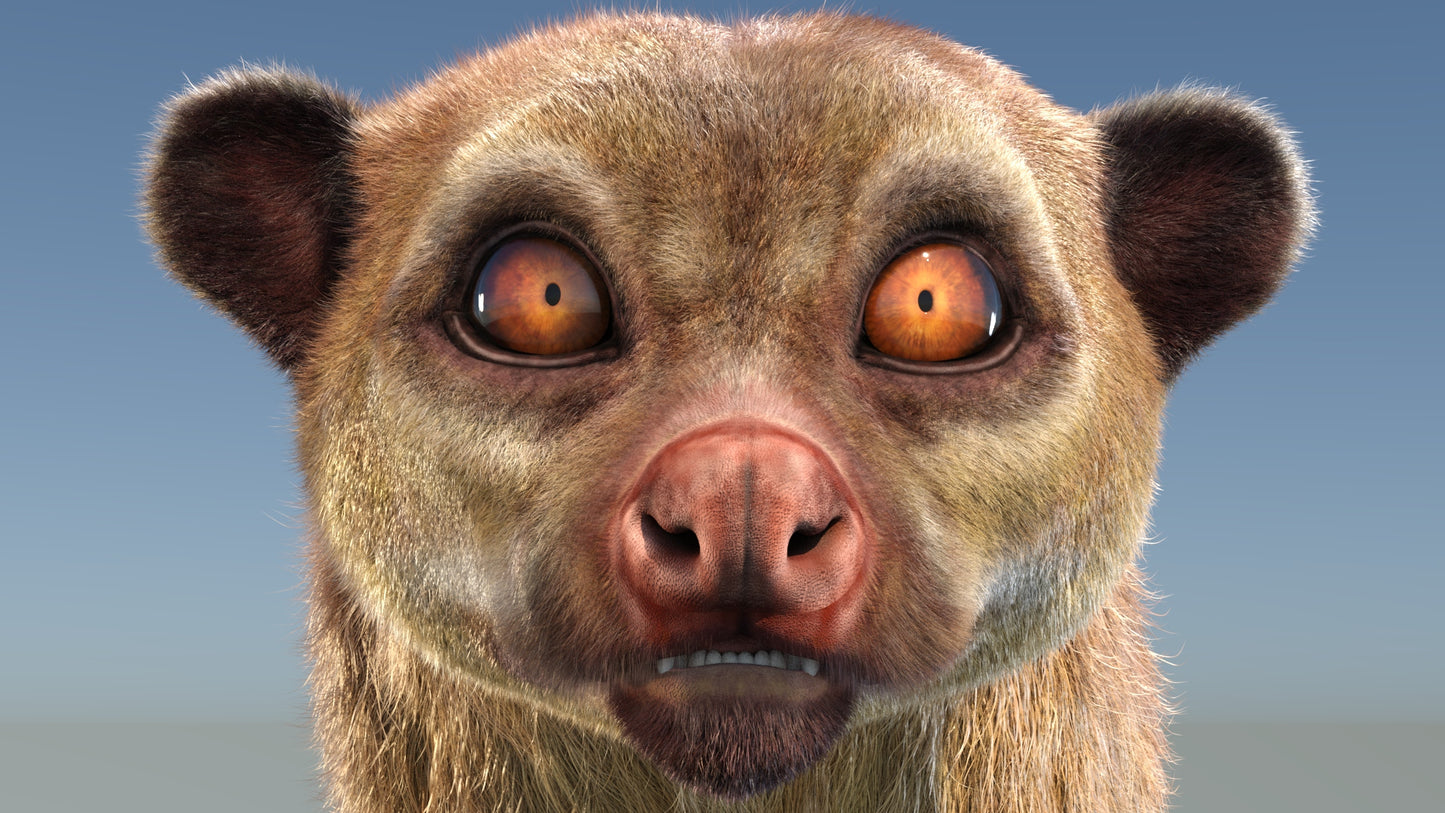 Animated Kinkajou 3D Model Fur