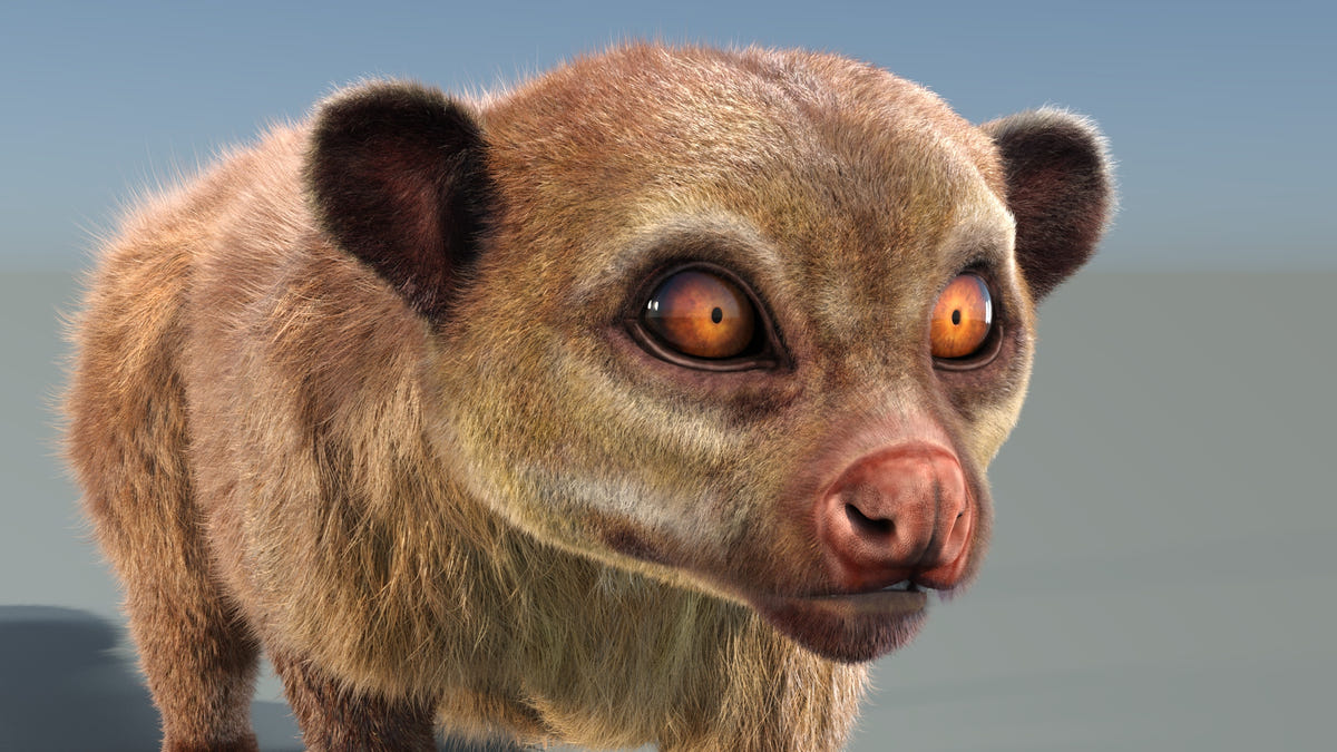 Animated Kinkajou 3D Model with Fur